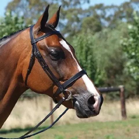 Academy Show Snaffle Bridle